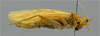 CollectionObject 1593111; e0ec04db-72ca-4188-a0eb-28c274140f8a: female, lateral view. (CollectionObject).