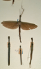 Diacanthoidea unispinosa Redtenbacher, 1908: copyright NMW, Vienna. male and female (syntypes). (Otu).