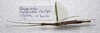 CollectionObject 1584637; d88ead51-0b99-45ba-b217-05b9793953b4: (CollectionObject).