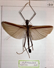 Eucles bifasciatus Redtenbacher, 1906: copyright MHNG Geneva. male [first description]. (Otu).