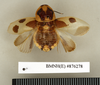 CollectionObject 1572940; 7efefa6f-ef3a-4f2b-a2a1-29dd13d6244a: Copyright Natural History Museum, London. Non-type (adult female) in BM(NH). Dorsal view. (CollectionObject).