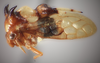 Habitus, lateral view: (Observation).