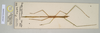 CollectionObject 1558844; NHMUK(SF IMPORT DUPLICATE) 845065-845067, 01e318c4-2f56-4b86-9b44-456982575eea: copyright Natural History Museum, London. female, lateral view (paratype). (CollectionObject).