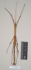 CollectionObject 1559776; a9816998-9d6f-433a-9811-dc1e868777d9, NHMUK(SF IMPORT DUPLICATE) 844660: copyright Natural History Museum, London. female (holotype). (CollectionObject).