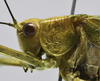 male head and pronotum, lateral view. Depicts CollectionObject 1593137; 1ac4624d-ef1d-442f-b26c-b1a9f08dc6da, a CollectionObject.