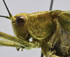 CollectionObject 1593137; 1ac4624d-ef1d-442f-b26c-b1a9f08dc6da: male head and pronotum, lateral view. (CollectionObject).
