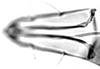Subgenital plate.: Rostrum (URS) of A. thaspii. (Observation).