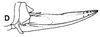 Jimenezia elegans Bolívar, 1881: female ovipositor. (Otu).