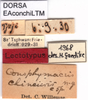 CollectionObject 1537577; 8468b950-585f-4d67-a5c1-1883c9ea98f2, DORSA EAconchiLTM: labels (lectotype). (CollectionObject).