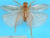 CollectionObject 1500154; 9e1506d2-9083-4799-8456-dcbcbe4e547f: female, dorsal view (holotype of Gryllacris amplipennis). (CollectionObject).
