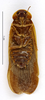 CollectionObject 1587147; MNHN(SF IMPORT DUPLICATE) MNHN-EP-EP1014, d6176a92-f283-4bb6-80bd-d38c79755be8: CC BY-NC-ND 4.0/MNHN - Depraetere Marion - 2014. Paratype, male, of parallela Chopard, 1952. Specimen number: MNHN-EP-EP1014. http://coldb.mnhn.fr/catalognumber/mnhn/ep/ep1014. (CollectionObject).