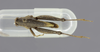 CollectionObject 1525562; d9278fee-3b3d-4547-b6a1-1df92c139ca4: male, dorsal view. (CollectionObject).