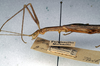 CollectionObject 1560981; NMW 224, ad8f143d-ddf6-4f0f-8d57-d7638040d607: copyright NMW, Vienna. female of synonym Perliodes grisescens (lectotype). (CollectionObject).