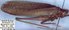 CollectionObject 1516923; b317c065-3a46-4d5a-8e09-7d877ae64776: male, lateral view (holotype). (CollectionObject).