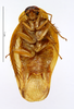 CollectionObject 1587326; MNHN(SF IMPORT DUPLICATE) MNHN-EP-EP1338, 122a9bd9-a67b-45c7-a6e1-fb602af0a751: CC BY-NC-ND 4.0/MNHN - Depraetere Marion - 2014. Paratype, male, of fourcarti Grandcolas, 1994. Specimen number: MNHN-EP-EP1338. http://coldb.mnhn.fr/catalognumber/mnhn/ep/ep1338. (CollectionObject).