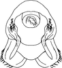 Subgenital plate: !! display not done !! on Graphocraerus ventralis (Fallén, 1806): caudal view. (Observation).