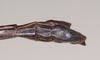 CollectionObject 1575642; NHMUK(SF IMPORT DUPLICATE) 845141, 45894c45-51ae-4578-93ae-958ce2f2d437: copyright Natural History Museum, London. male of Orthomeria pandora: end of abdomen, ventral view (paralectotype). (CollectionObject).