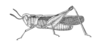 Cryptobothrus chrysophorus Rehn, 1907: Fig. 1 (after type). male habitus. (Otu).