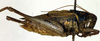 CollectionObject 1502545; eabd1ab9-1d55-4e7c-a9c9-3218ead4dcae: male, lateral view (syntype). (CollectionObject).