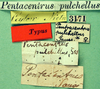CollectionObject 1500909; 189af87b-8174-4315-b249-8f3bb012fea4: labels (syntype). (CollectionObject).