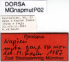 CollectionObject 1565731; b9c94762-f017-40f7-8c88-f84699ee02b1: labels (paratype). (CollectionObject).