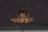 CollectionObject 1575862; 54591da4-a104-4abc-a8db-098435bb376c: male, frontal view (holotype). (CollectionObject).