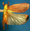 CollectionObject 1501751; 463a16de-6527-4751-80eb-c5d3c390e73c: female, dorsal view. (CollectionObject).