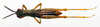 CollectionObject 1500998; 41b49a29-bfdb-44d9-a825-b44e2c392cb4: male, dorsal view (holotype). (CollectionObject).