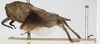 CollectionObject 1476887; 62ccc855-c9b7-4abf-aa70-8c5cf321cf8b, NHMUK10924420: female, lateral view (syntype). (CollectionObject).