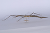 CollectionObject 1557238; 63c671d2-8552-4f83-a8ac-ce71d6e1359b: copyright NHMB, Basel. female, lateral view (holotype). (CollectionObject).