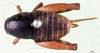 CollectionObject 1500737; 8258fc02-42e0-49b5-acbc-e07908f94aa6, MfN 4475: female, dorsal view (syntype). (CollectionObject).