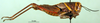 CollectionObject 1501147; 7399fed1-9acd-40c3-9b68-5fa7dff6c661, DORSA BA000582S01: female, lateral view (holotype). (CollectionObject).