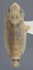 Habitus, dorsal view on Arocephalus (Ariellus) punctum (Flor, 1861): Dorsal - immature. (Observation).