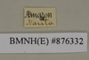 CollectionObject 1572957; 329b80e9-d29f-4ceb-94a5-2b0c2e72bb1b: Copyright Natural History Museum, London. Labels from non-type (adult female) in BM(NH). (CollectionObject).