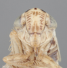 Head on Athysanella (Gladionura) curvata Ball & Beamer, 1940: Head. (Observation).