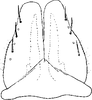 Subgenital plate, ventral view on Elginus saltus (Naudé, 1926): Subgenital plate. (Observation).