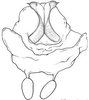 Eriolus duplidentis Naskrecki, 2000: male titillators (everted). (Otu).