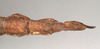 CollectionObject 1559440; NHMUK(SF IMPORT DUPLICATE) 844614, e2fa4797-12ef-4675-95f7-1e5098fb9184: copyright Natural History Museum, London. female: end of abdomen, ventral view of Phasgania everetti (holotype). (CollectionObject).