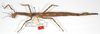 CollectionObject 1558905; b02165ff-0d72-484d-890d-f5bb59317373: copyright RMNH, Leiden. female, lateral view of synonym Haplopus bituberculatus (holotype). (CollectionObject).