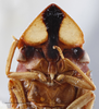 Head on Amberbakia Distant, 1912: Head. (Observation).