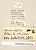 Ancaudellia kheili (Bolívar, 1898): Copyright Natural History Museum, London. Labels from non-type (adult female) in BM(NH). (Otu).