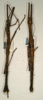Oxyartes lamellatus Kirby, 1904: copyright NMW, Vienna. male of synonym Oxyartes honestus (NOT types). (Otu).