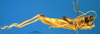 CollectionObject 1505381; a761a4b0-37c7-4b5a-98c4-3da1782ac157: male, lateral view (syntype of Cranae marginata). (CollectionObject).