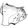 Pygofer, lateral view on Diomma (Dilobonota) Dworakowska, 1972: Pygofer (D. cristata Dwor.). (Observation).