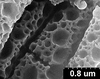 Brochosomes on Cuerna arida Oman & Beamer, 1944: CR178 | U.S.A., Arizona, Arivaca | 7/26/1941 | KSEM. (Observation).