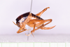 Apotetamenus gorochovi Cadena-Castañeda & Cortés-Torres, 2013: female, lateral view (paratype). (Otu).