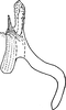 Aedeagus, lateral view Depicts Aedeagus, lateral view, an Observation.