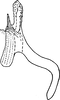 Aedeagus, lateral view: Aedeagus, lateral view. (Observation).