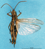 CollectionObject 1543095; 4f0c50ed-f27a-4bed-a6ab-395d0c7a3d16: male, dorsal view (holotype). (CollectionObject).