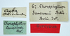 CollectionObject 1584421; 80110a2d-116f-48e6-9d43-f32d571424fa: labels (syntype). (CollectionObject).